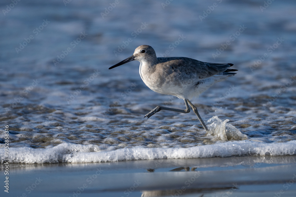 Obraz premium Willet shore bird in a wave of water running
