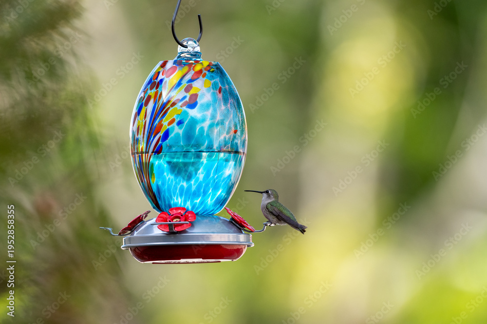 Fototapeta premium Hummingbird sitting on a colorful feeder