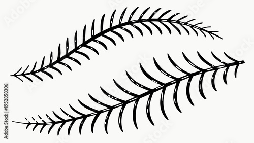 Two fern fronds detailed leaves organic shapes botanical illustration delicate branches nature element graphic design science plant biology garden backdrop