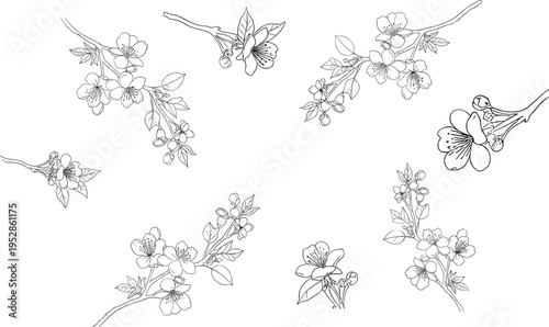 Delicate Cherry Blossom Branches and Blooming Twigs Hand-Drawn Vector Set for Spring Floral Designs and Nature-Inspired Art