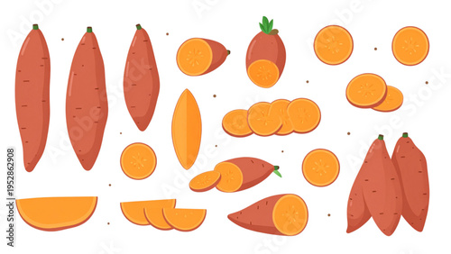 Sweet Potato Food Illustration Set Whole Tubers and Slices Vector