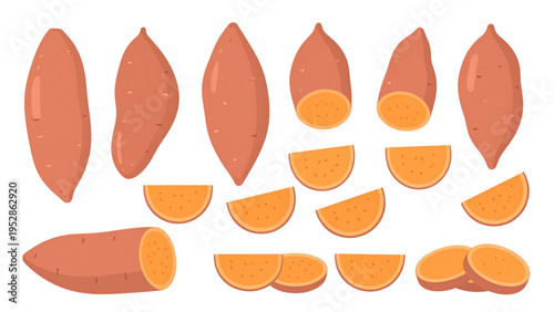 Sweet Potato Food Illustration Set Whole Tubers and Slices Vector