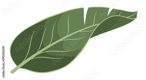 Green Banana Leaf Isolated on White Background, Tropical Plant Element