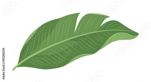 Vibrant green banana leaf with textured veins, isolated on white background