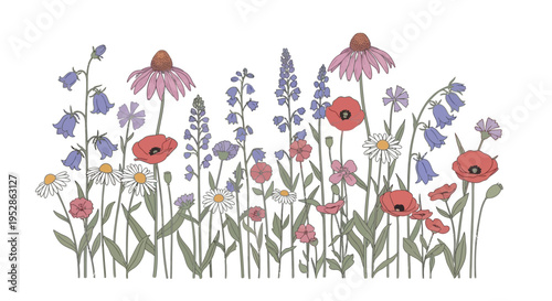Summer Meadow Flowers Illustration: Poppies, Echinacea, Bluebells, Daisies