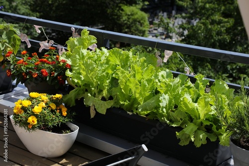 Φωτογραφία Balcony gardening