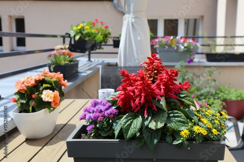 Balcony gardening in Poland. Bluemink (flossflower), scarlet sage and Mexican creeping zinnia flowers in a balcony container.