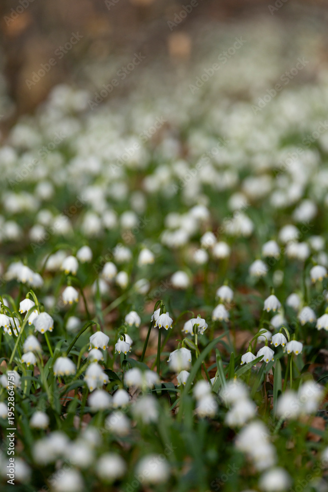 Fototapeta premium white flowering spring snowflake or St. Agnes' flower (Leucojum vernum) is a spring ephemeral