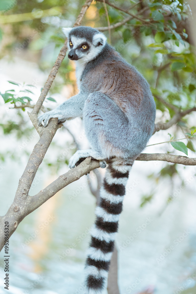 Fototapeta premium ワオキツネザル