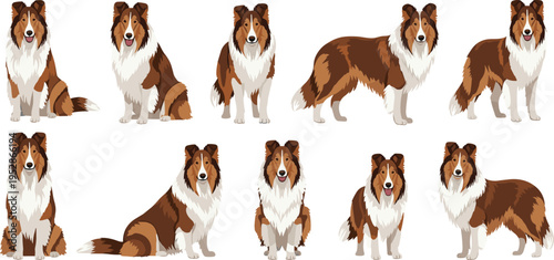 Collection of rough collie dog illustrations in different poses isolated on light background showing purebred herding dog standing sitting and portrait views