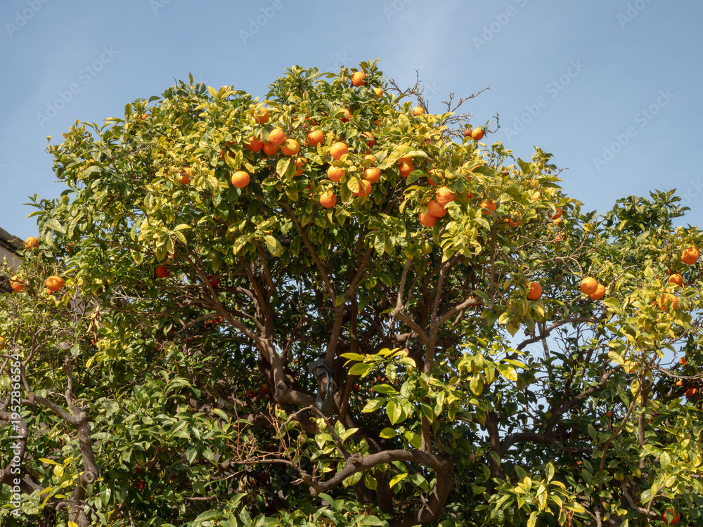 Fototapeta premium Ripe oranges on a citrus tree against a blue sky background