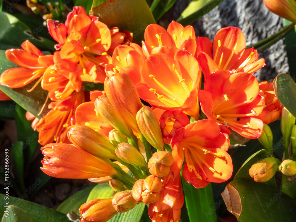 Fototapeta premium Blooming orange Clivia miniata flowers in garden pots