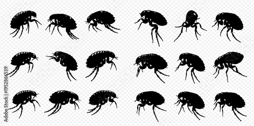 Set of flea silhouettes on a transparent background, depicting various poses of the parasitic insect.