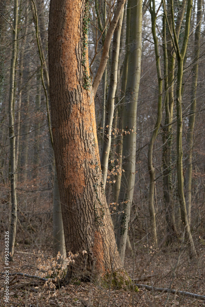 Fototapeta premium Feeding marks of a black woodpecker (dryocopus martius) at the trunk of a poplar tree, found near Springe in Lower Saxony in Germany