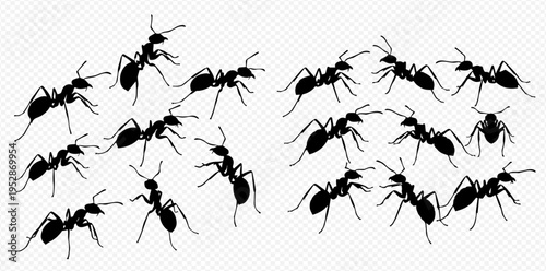 Group of black ant silhouettes isolated on a transparent background, depicting insect activity and teamwork.