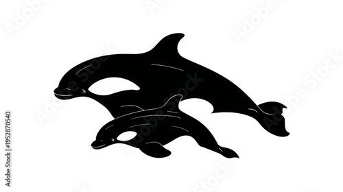 Mother orca and baby calf black silhouettes isolated on white background, powerful marine mammal family swimming together