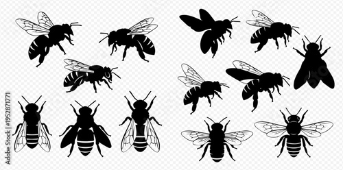 Set of various honey bee and bumblebee silhouettes, showing different angles and poses, isolated on a transparent background.