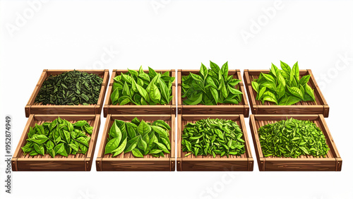 Green Tea Leaves Harvesting and Drying Process on Traditional Bamboo Trays Isolated on White Background Natural Herbal Product Production Vector Illustration