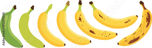 Banana Ripening Stages Set with Green to Yellow Spotted Ripe Fruit Progression for Fresh Food Education and Nutrition Vector Illustration Collection