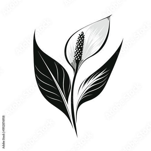 Elegant Peace lily illustration black-and-white botanical art
