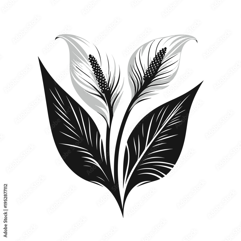 Obraz premium Elegant peace lily with white blooms, minimalist, black-and-white
