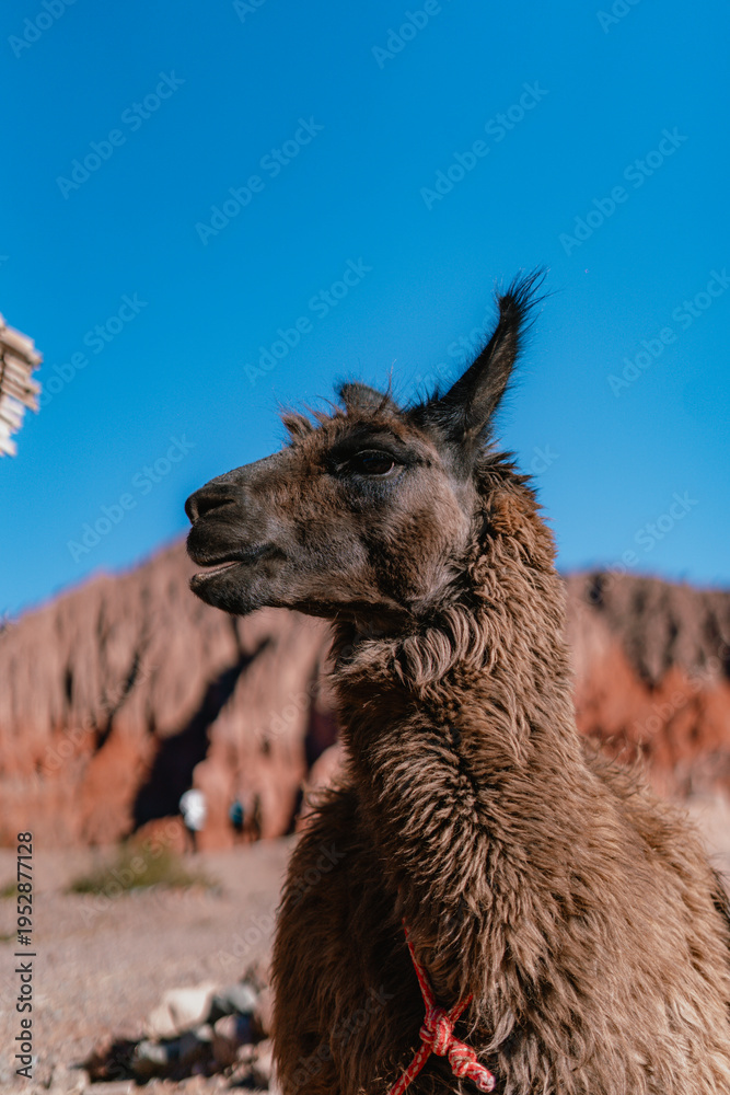 Fototapeta premium Brown llama stands in rugged desert landscape