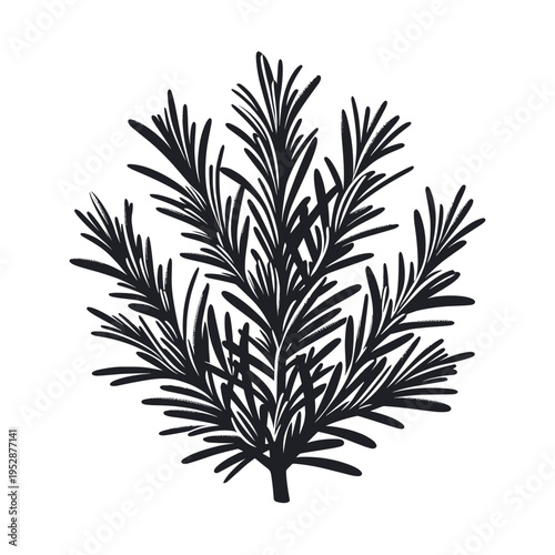 Rosemary sprig illustration, black and white, herbal decoration