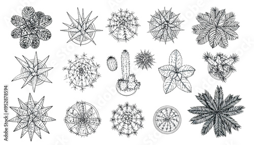 A detailed collection of various potted succulent and cactus plant species viewed from above Vector