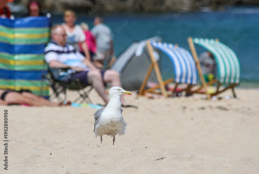 Fototapeta premium Seagull standing on sandy beach with tourists relaxing on deckchairs near the sea. Coastal summer lifestyle scene with baby boomers enjoying vacation in blurred background.
