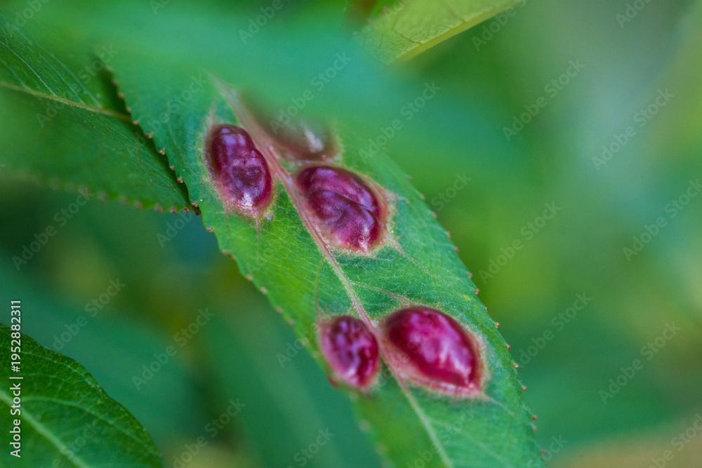 Fototapeta premium Flower Close Ups