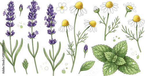 Herbal Botanical Set with Lavender, Chamomile and Mint Leaves, Medicinal Plants and Aromatic Herbs Illustration