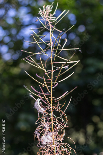 Fireweed Flower with Fluffy Seeds Close-Up ? Carpathians