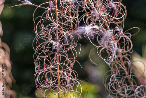 Fireweed Flower with Fluffy Seeds Close-Up ? Carpathians