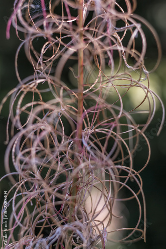 Fireweed Flower with Fluffy Seeds Close-Up ? Carpathians