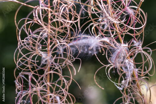 Fireweed Flower with Fluffy Seeds Close-Up ? Carpathians