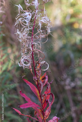 Fireweed Flower with Fluffy Seeds Close-Up ? Carpathians