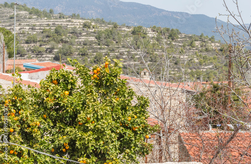 Traditional Stone Village Streets of Lofou with Yellow Flowers, Cyprus