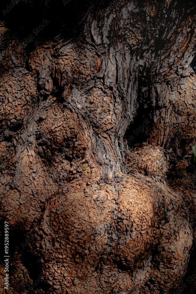 Obraz premium Gnarled tree bark texture with natural knots abstract organic wood background
