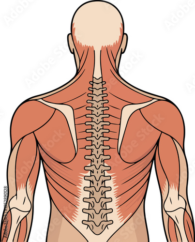 Anatomical vector illustration of human male posterior torso showing detailed muscular structure of back, shoulders, arms, spine, and pelvis