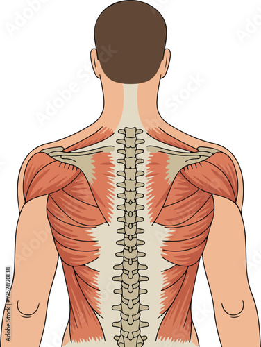 Anatomical vector illustration of human male posterior torso showing detailed muscular structure of back, shoulders, arms, spine, and pelvis