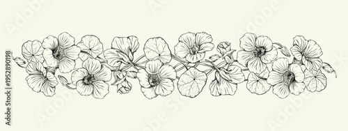 Hand drawn vintage botanical horizontal border with nasturtium flowers and leaves. Black and white line art vector illustration isolated on white background. For wedding invitations, packaging.