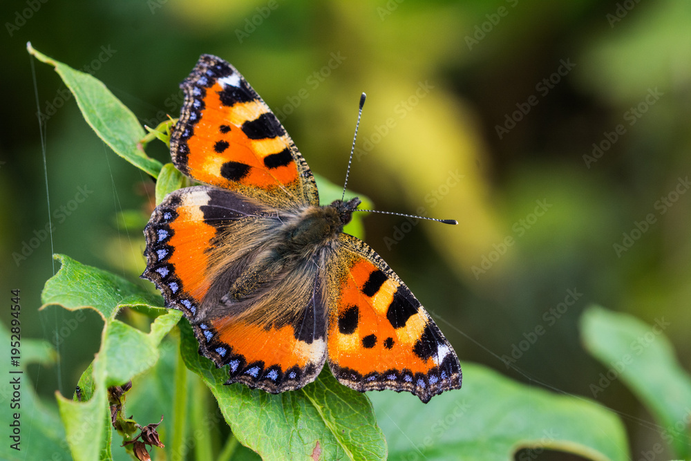 Obraz premium Orange Butterfly