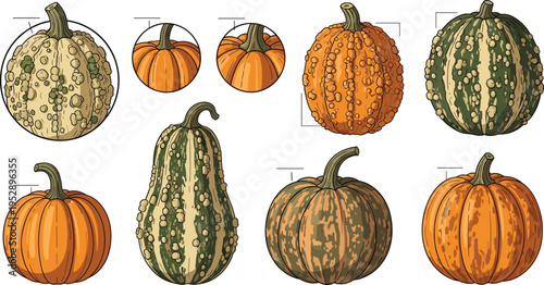 Pumpkin Variety Vector Set Featuring Different Shapes, Colors, and Textures of Gourds for Autumn Harvest and Botanical Illustration