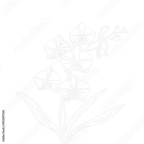 The composition features multiple delicate orchid flowers with detailed petals and visible veins