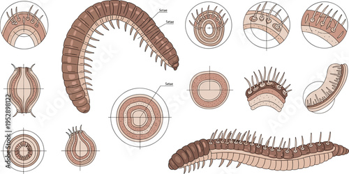 Earthworm Cross Section Anatomy Vector Set Featuring Body Segments, Setae Structure, Internal Layers, and Detailed Biological Diagram Illustration