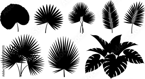 Black and white tropical leaf leaves palm