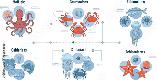 Marine Invertebrates Classification Vector Diagram Featuring Mollusks, Crustaceans, Cnidarians, and Echinoderms with Ocean Animal Examples and Biology Infographic