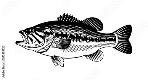 Black and white illustration of a largemouth bass fish with its mouth wide open in profile view
