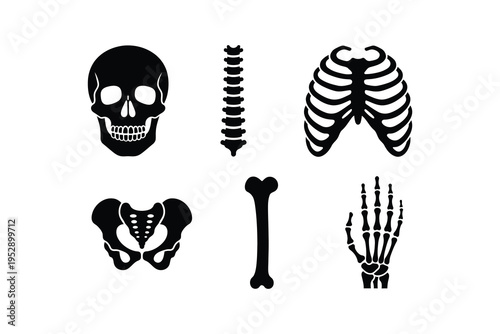 Human Skeleton Anatomy Icon Set - Skull Spine Ribs Pelvis Bone And Hand Silhouette Artwork