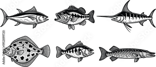 Set of detailed fish illustrations including tuna, bass, marlin, and flounder, black and white vector collection for fishing, seafood, and marine design